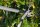 FISKARS® PowerGear™ X LX99-L Astschere