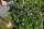 FISKARS® PowerGear™ II L76 Astschere