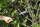 FISKARS® Astsäge Xtract™ SW75 25,5 cm