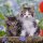 Ravensburger Süße Samtpfötchen Puzzle, 3 x 49 Teile