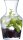 ARCOROC Karaffe Carafon Vin 1,12 l, 6 St.